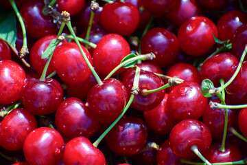 Red-purple cherry berry with green tail, top view