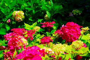 Red Hydrangea macrophylla, commonly referred to as bigleaf hydrangea, is one of the most popular landscape shrubs owing to its large mophead flowers.