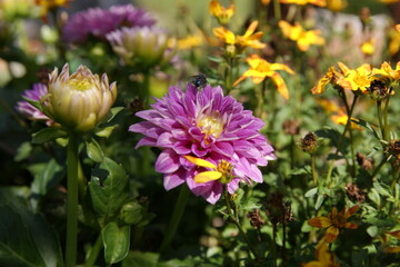 Fototapeta premium Mucha na kwiatku