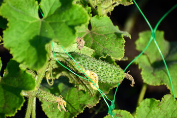 Cucumber with pimples with green leaves in sunlight close-up