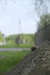 snail on the road