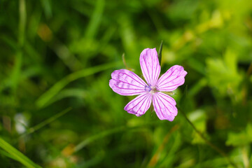 Fly perched on pink and white striped flower known as Geranium lucidum crane's beak
