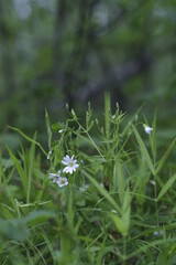 flowers in the grass