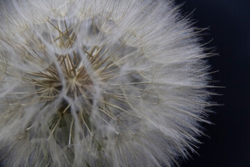 Fototapeta na wymiar Big beautiful white fluffy dandelion isolated on black background.