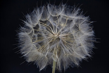 Fototapeta premium Big beautiful white fluffy dandelion isolated on black background.