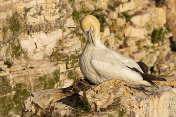 Gannet preening
