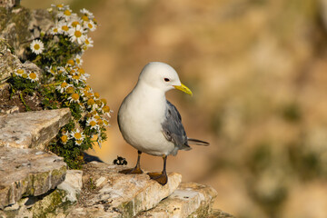 Kittiwake on a cliff