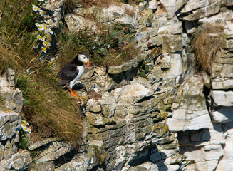 Atlantic puffin on Bempton Cliffs