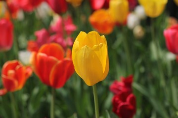 red and yellow tulips