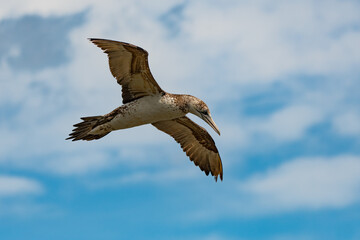 Juvenile Gannet