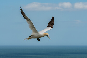 Adult Gannet flying