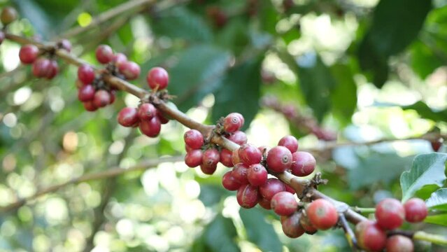 Coffee berry in the coffee plant