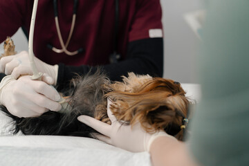 Veterinarian doctor makes an ultrasound of a Yorkshire terrier puppy dog on examination in a veterinary clinic. Puppy health checkup.