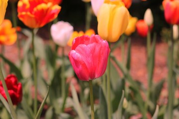 red and yellow tulips