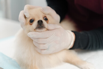 Veterinarian doctor conducts a health examination of a Spitz puppy dog on examination in a veterinary clinic. Puppy health checkup.
