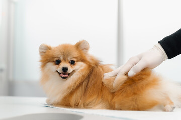 Veterinary doctor conducts an examination of the ears of the health of a spitz puppy dog on examination in a veterinary clinic. Puppy health checkup.