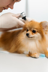 Veterinary doctor conducts an examination of the ears of the health of a spitz puppy dog on examination in a veterinary clinic. Puppy health checkup.