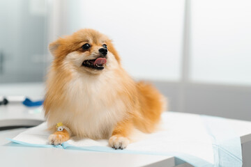 Veterinarian doctor conducts a health examination of a Spitz puppy dog on examination in a...
