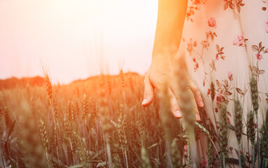 Hand wheat field. Young woman on cereal field touching ripe wheat spikelets by hand in sunset. Nature, summer holidays, agriculture concept.