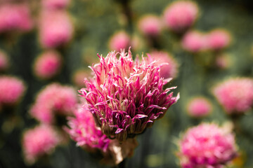 Violet wild onion Allium flowers in sun. Blooming wild spring plants. Gardening and floriculture. Close-up of violet onions flowers on summer field.
