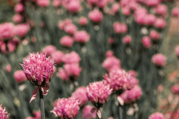 Violet wild onion Allium flowers in sun. Blooming wild spring plants. Gardening and floriculture. Close-up of violet onions flowers on summer field.