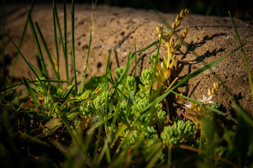 Little green growing near sidewalk road border in garden. Close up of beautiful meadow field with fresh grass and little colorful flowers.