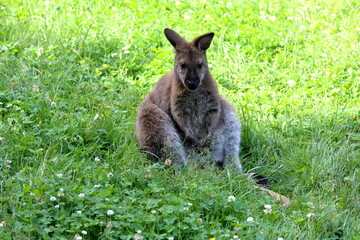 erst mal Pause machen  - Bennett-Känguru 