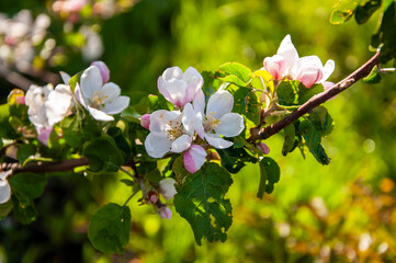 Blossoming spring fruit trees with bouquets of apple flowers