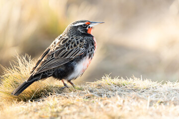 A long-tailed meadowlark (Leisted loyca) on grass, natural habitat.  Mountains of Argentina
