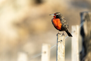 A Long-Tailed Meadowlark perching on a post with sunset light, Argentina
