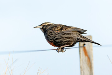 A long-tailed meadowlark perching on a wire in the countryside