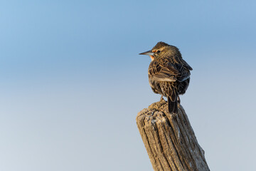 A Long-Tailed Meadowlark perching on a post with sunset light, Argentina