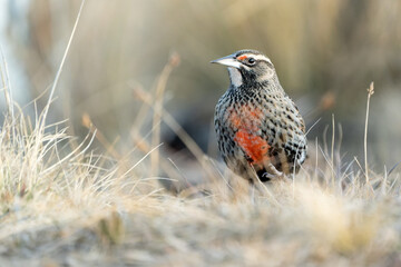 A long-tailed meadowlark (Leisted loyca) on grass, natural habitat.  Mountains of Argentina