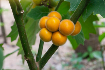 Hairy-fruited eggplant, Solanum ferox or Solanum stramonifolium on tree in the garden can be eaten by cooking.