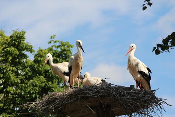 Storchenfamilie