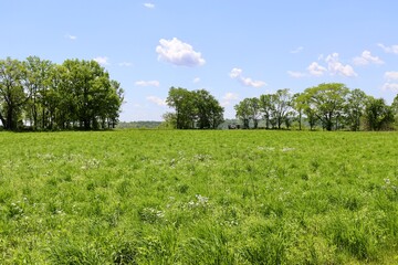 The grass country field and the blue sky on a sunny day.