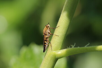 Gewöhnliche Stilettfliege 