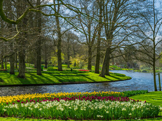 Plakat Colorful tulips on the river bank in Keukenhof garden, Netherlands