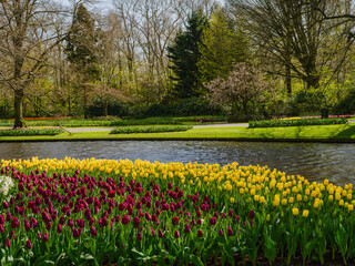 Colorful tulips on canal side in Keukenhof garden, Lisse, Netherlands