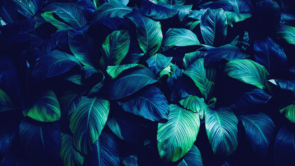 Fototapeta na wymiar Full Frame of Green Leaves Pattern Background, Nature Lush Foliage Leaf Texture, tropical leaf