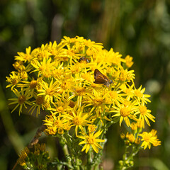 Butterfly seeks nectar on yellow flowers