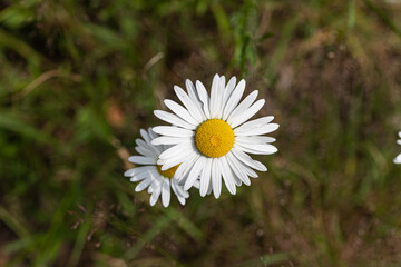 Daisy flowers in a meadow