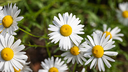 Fototapeta premium Daisy flowers in a meadow