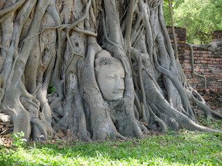 Fototapeta na wymiar Head of a sandstone Buddha image entwined in the roots of a Bodhi tree., Wat Phra Mathathat, Ayutthaya, Thailand