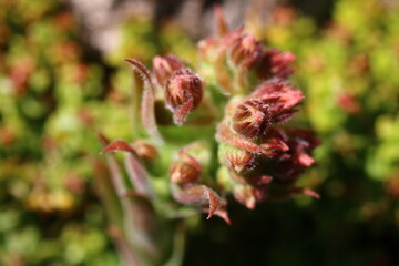 Rojnik ogrodowy Sempervivum ESSENCE OF LIME