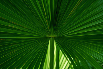 abstract green palm leaf texture, nature background, tropical leaf