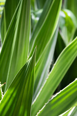 Fototapeta premium Beauty of Nature, curve of Fresh Green Leaf