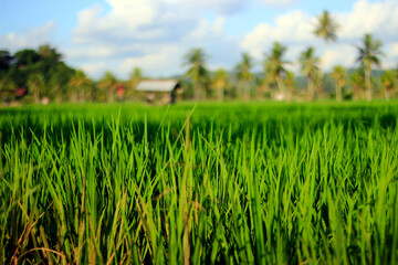 The vast expanse of beautiful rice fields with coconut trees in the middle of the rice fields, small cottages for resting and clear blue skies give an extraordinary impression.
