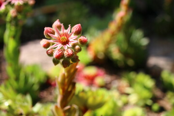 Fototapeta premium Sempervivum ARTISCHOCKE Rojnik Artischocke