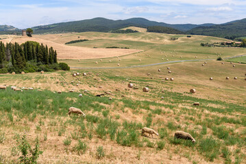 Fototapeta na wymiar Schafe auf der Weide in der Toskana mit Strohballen (rund) im Sommer vor kleinem Wald und Hügeln